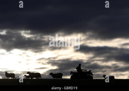 Agnelage en Écosse.Un agriculteur de Greensburn Farm près de Denny garde un œil sur ses agneaux et ses moutons sur une colline. Banque D'Images