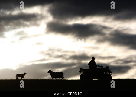 Un agriculteur de la ferme de Greensburn près de Denny garde un oeil sur un jeune agneau et sa mère sur la colline. Banque D'Images