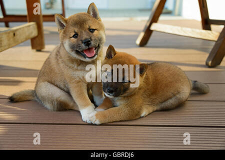 Shiba Inu, chiots Banque D'Images