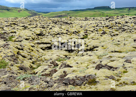 Mousse, mousse Fringe laineux, champ de lave Eldhraun, Islande / (Racomitrium canescens), (Racomitrium lanuginosum) Banque D'Images