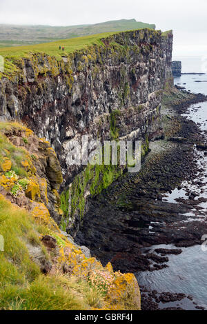 Bird rock, Latrabjarg, Westfjords, Islande Banque D'Images