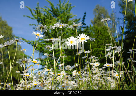 Groupe rougeoyant de marguerites dans une prairie d'été ensoleillé Banque D'Images