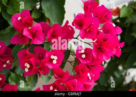 Détail de belles fleurs de bougainvilliers rouges en arrière-plan Banque D'Images