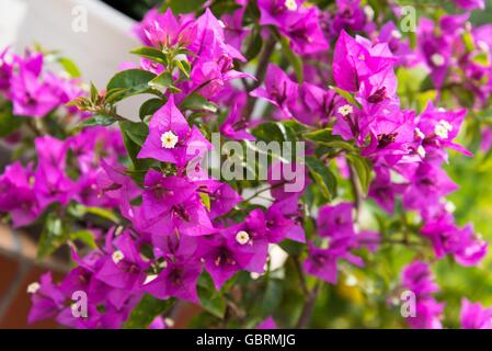 Détail de belles fleurs de bougainvilliers roses en arrière-plan Banque D'Images