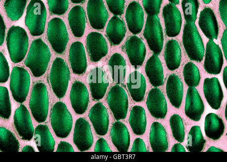 Green stone background en abstract pattern Banque D'Images