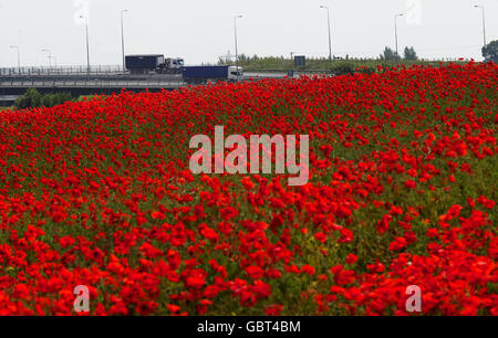 Les coquelicots constituent un couloir coloré pour les conducteurs sur la M62 près de Ferrybridge dans le Yorkshire de l'Ouest. Banque D'Images