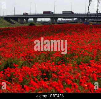 Les coquelicots constituent un couloir coloré pour les conducteurs sur la M62 près de Ferrybridge dans le Yorkshire de l'Ouest. Banque D'Images