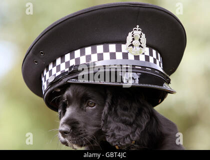 Copper, un Cocker Spaniel de neuf semaines, au cours d'une séance photo où l'épagneul a été remis à l'association caritative cancer & Biodeteclication Dogs, par la police de Strathclyde au Scottish police Dog Training Center, au parc national de Pollok. Banque D'Images