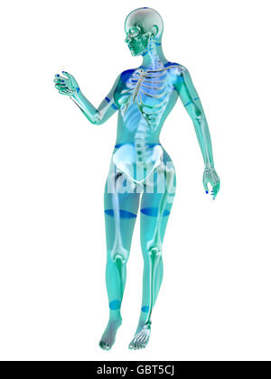 La visualisation de l'anatomie féminine. 3D Illustration isolé sur blanc. Banque D'Images