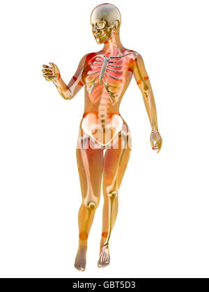 La visualisation de l'anatomie féminine. 3D Illustration isolé sur blanc. Banque D'Images