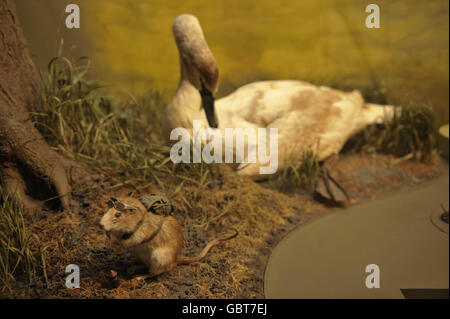 Un rat placé dans la section d'histoire naturelle avec sac à dos, bombe aérosol et lunettes de soleil dans le cadre d'une installation au musée de Bristol, où l'artiste Banksy expose son travail. Banque D'Images