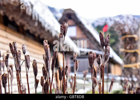 Village historique de Shirakawa-go au Japon Banque D'Images