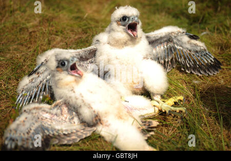 Paul Pickett, un éleveur de la faune en rappel dans la forêt de Kielder Northumberland, est tombé sur deux poussins de faucon pèlerin rares vieux de 25 jours; jusqu'à récemment, l'une des espèces d'oiseaux les plus persécutées de Grande-Bretagne. Banque D'Images