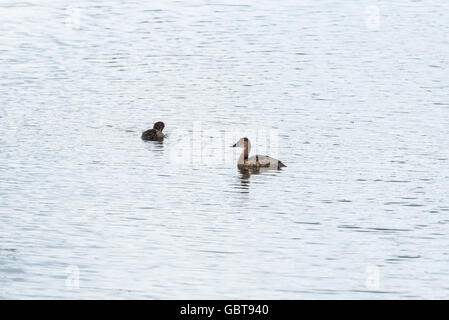 Une femelle avec un poussin natation Pochard Banque D'Images