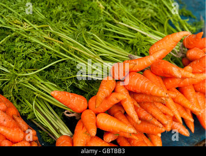 Affichage des matières premières agricoles frais carottes biologiques avec les tiges. Banque D'Images