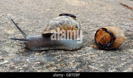 Un escargot à côté d'une coquille vide qui a été attaché à son dos dans un jardin à Wotton-under-Edge, Gloucestershire, ce matin. Banque D'Images