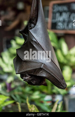 Tame bat dormir au café du marché. Le bat est d'attirer des clients de ce décrochage. Tanah Lot, Bali, Indonésie Banque D'Images