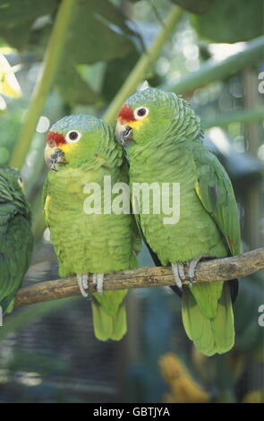 Les oiseaux tropicaux dans la ville de Copan au Honduras en Amérique centrale, Banque D'Images