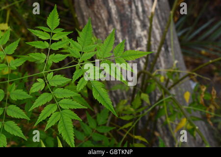 Close up de belles feuilles de margousier Banque D'Images