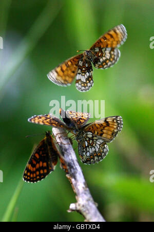 Les papillons fritillaires de Heath, rares au Royaume-Uni, sont retournés en grand nombre à Blean Woods, près de Canterbury dans le Kent. Banque D'Images