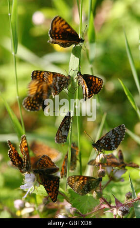 Blean Woods papillons retour à Banque D'Images