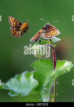 Les papillons fritillaires de Heath, rares au Royaume-Uni, sont retournés en grand nombre à Blean Woods, près de Canterbury dans le Kent. Banque D'Images