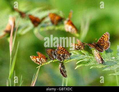 Les papillons fritillaires de Heath, rares au Royaume-Uni, sont retournés en grand nombre à Blean Woods, près de Canterbury dans le Kent. Banque D'Images