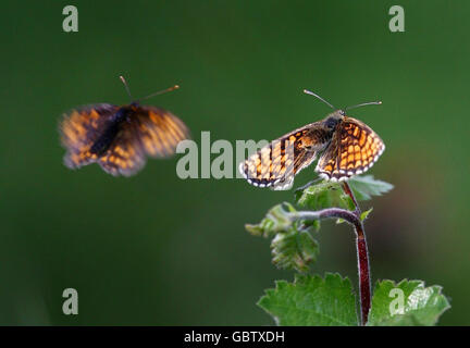 Blean Woods papillons retour à Banque D'Images