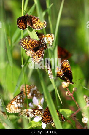 Les papillons fritillaires de Heath, rares au Royaume-Uni, sont retournés en grand nombre à Blean Woods, près de Canterbury dans le Kent. Banque D'Images