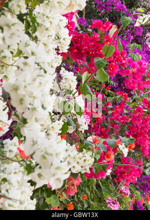 Bougainvillea en blanc, rose et violet sur le mur d'une maison sur l'île grecque de Paxos Banque D'Images