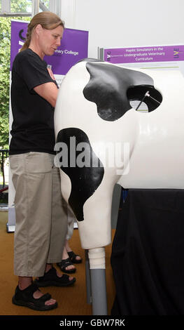 Une femme tente d'être vétérinaire sur un simulateur de vache en plastique à l'exposition scientifique d'été de la Société royale à Londres. Banque D'Images