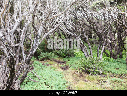 Le Rata du sud forêt à Enderby Island, îles Auckland, Nouvelle-Zélande Banque D'Images