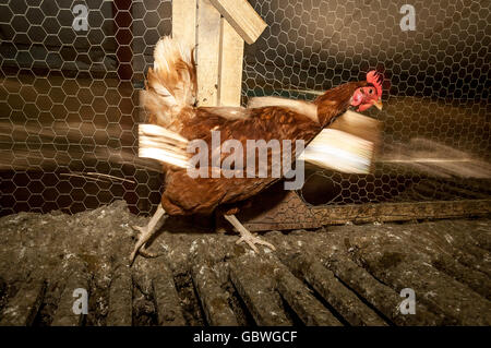 Batterie ancien en attente d'un relogement poules dans une ferme de l'East Sussex. Banque D'Images