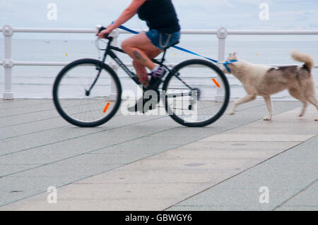 Woman riding bicycle avec son chien le long de la promenade, plage de San Lorenzo. Gijon, Asturias, Espagne. Banque D'Images