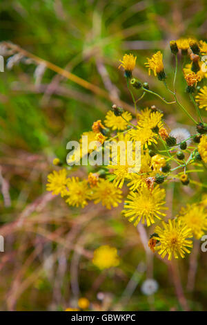 Image de pissenlits en fleur. Banque D'Images