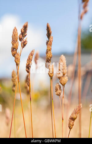 Close up de pailles dans les terres agricoles. Banque D'Images