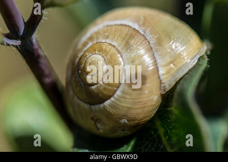 Un blanc-lipped coquille d'escargot (Cepaea hortensis) Banque D'Images