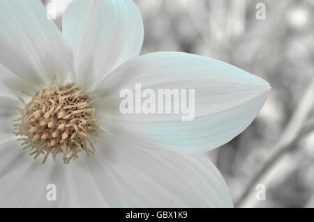 fleur blanche Banque D'Images