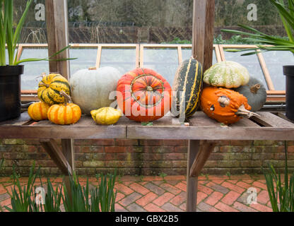 Affichage des calebasses, les courges d'hiver et Pumpinks dans le jardin de fruits et légumes en hiver à RHS Rosemoor, Devon, England, UK Banque D'Images