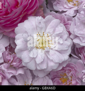 fleur rose Banque D'Images