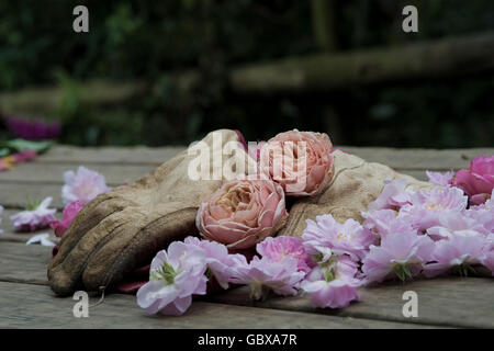 Gants de jardinage à gauche de la coupe les têtes roses Banque D'Images