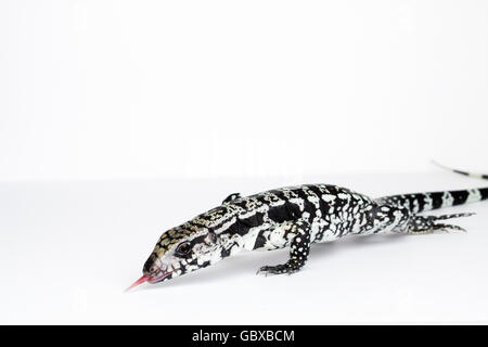 Bleu Argentine tégu (Tupinambis spp.) sur fond blanc Banque D'Images