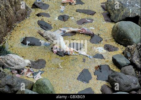 Les mouettes se nourrissent de poissons morts scraps Coverack Cornwall England UK Banque D'Images