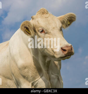 Portrait d'une vache Blonde d'Aquitaine Banque D'Images