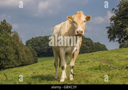 Vache française Blonde d Aquitaine dans une prairie néerlandais Banque D'Images