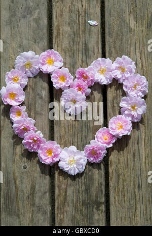Rose en forme de Hart Banque D'Images