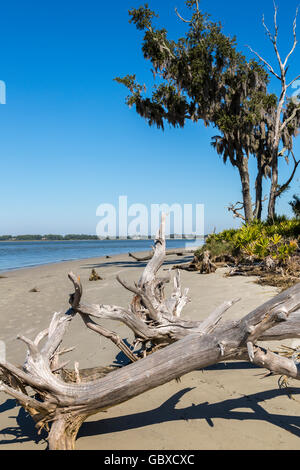Les arbres morts sur Driftwood beach, Jekyll Island, GA, USA Banque D'Images