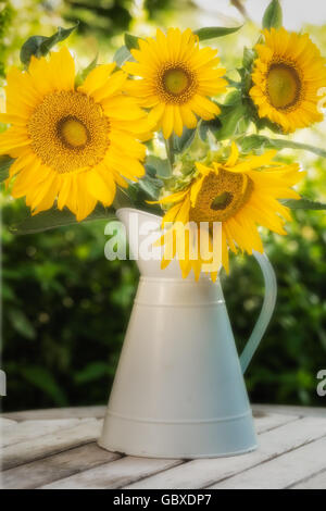 Quatre grosses têtes de tournesol aux couleurs vives en fleurs dans un pot à l'émail bleu clair assis sur une table en bois avec le feuillage derrière Banque D'Images