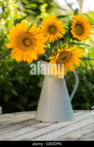 Quatre grosses têtes de tournesol aux couleurs vives en fleurs dans un pot à l'émail bleu clair assis sur une table en bois avec le feuillage derrière Banque D'Images