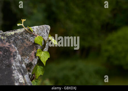 Plante verte sur le roc Banque D'Images